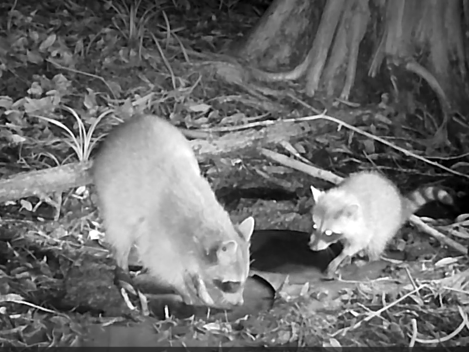 自動撮影カメラにたくさん写るアライグマ