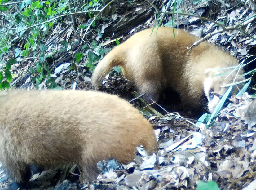 雌雄のアナグマ