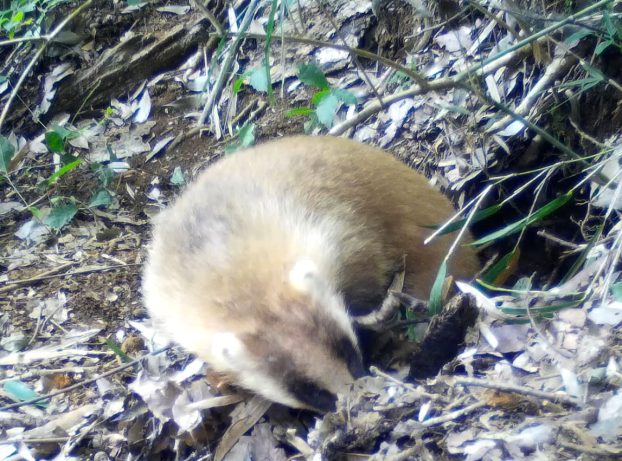 巣材の落ち葉を運び込む