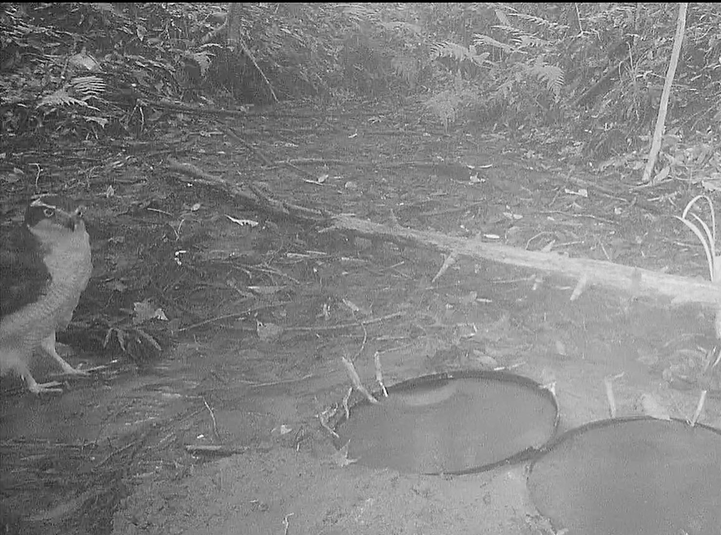 再来した（？）オオタカ個体