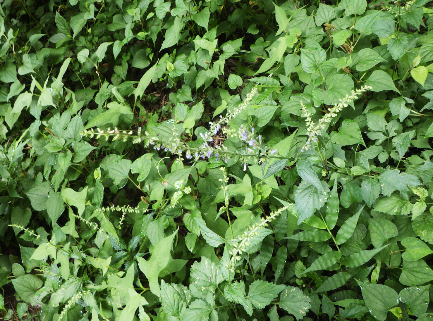 アキノタムラソウ