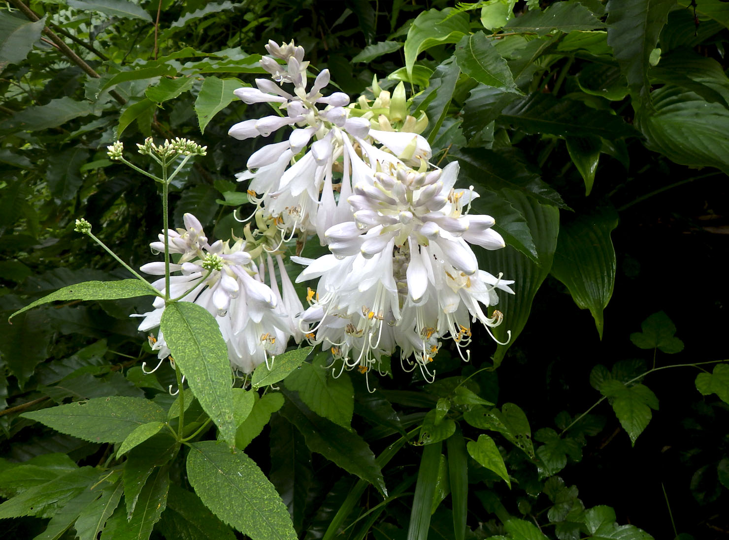 オオバギボウシ