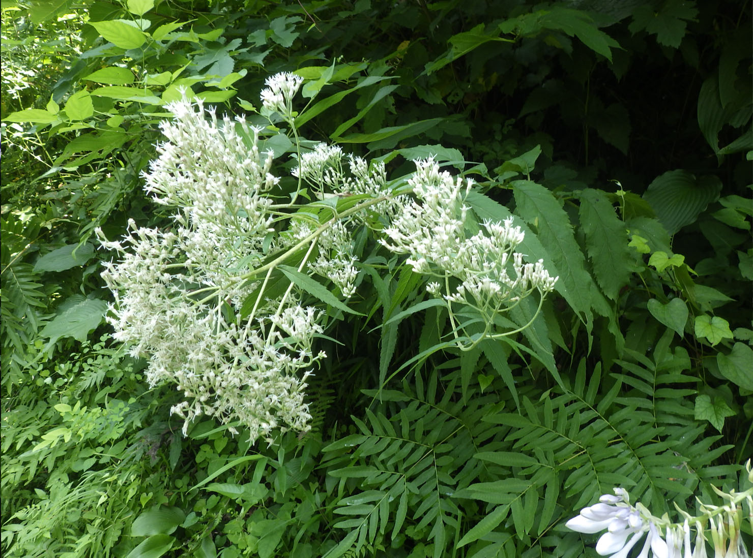 オオヒヨドリバナ