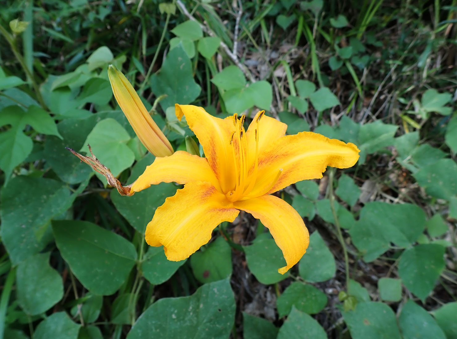 ノカンゾウ（範囲外）