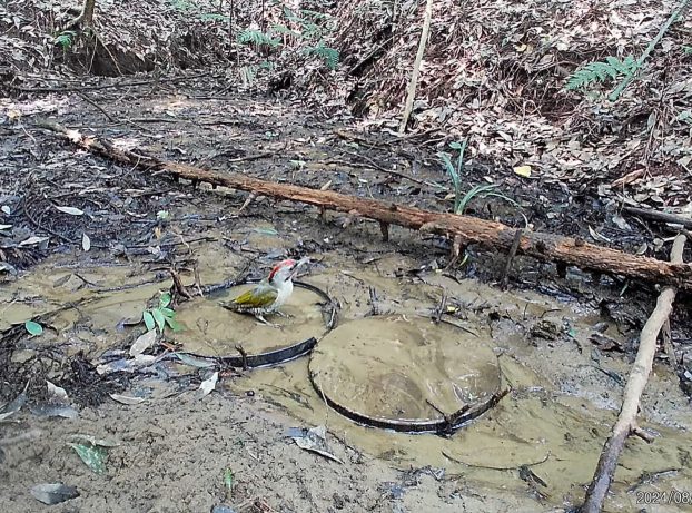 水浴びする端正なアオゲラ