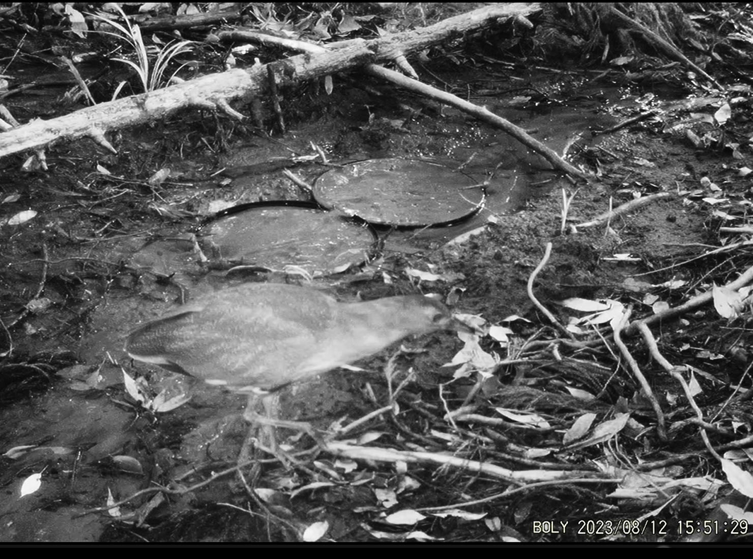 水場を訪れたミゾゴイ