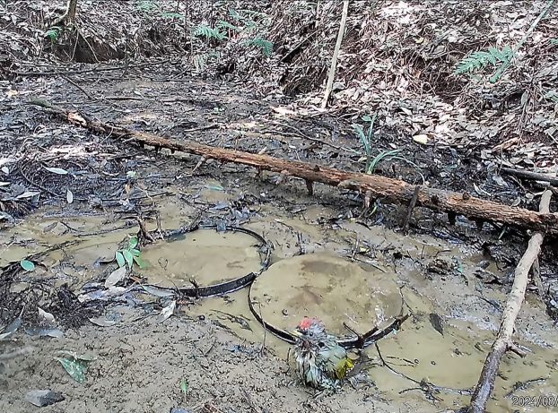 泥浴びする同一個体