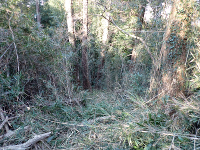 10．ようやく森の手入れを開始します。こんな見通しのきかないササ藪を、