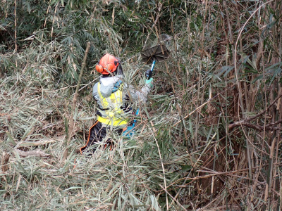 11．こんな感じでバリバリと刈っていきます。ササはかさばって邪魔なので、刈るというよりは粉々に砕いていきます。傾斜のある場所なので、なかなかに重労働です。
