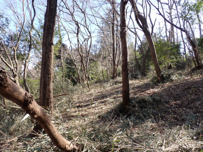 12．こんな作業を続けていくと、だいぶ見通しがよくなってきました。冬なのでとても明るく感じます。