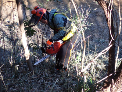 13．林縁のシラカシ低木も邪魔なので切っていきます。切るだけなら（安全面に気を付けさえすれば）とても楽しい作業です。
