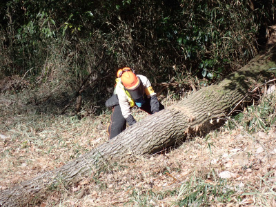 6．休憩用のイスが欲しかったので、広場に倒れこんだナラ枯れの倒木を玉切りにして、