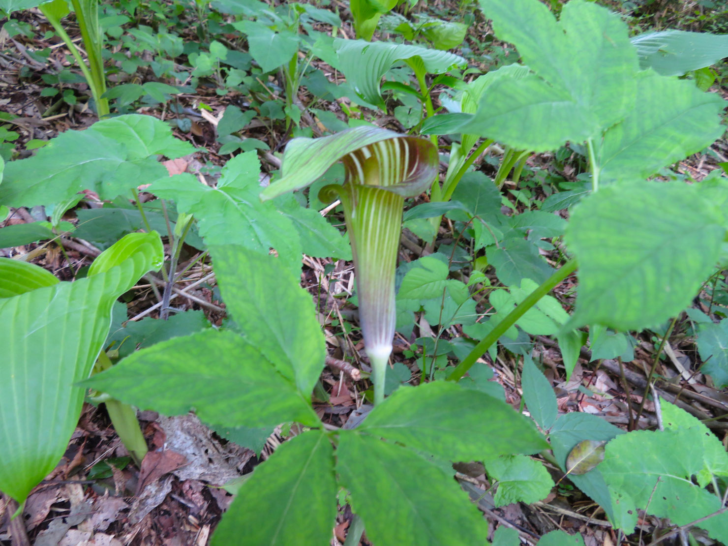 カントウマムシグサ