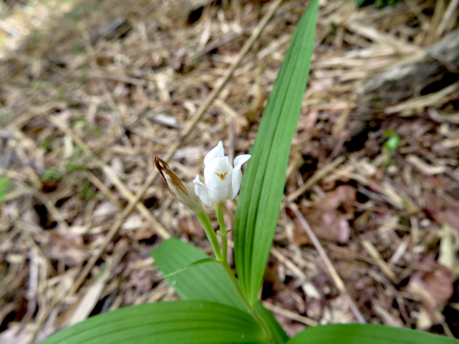 ササバギンラン