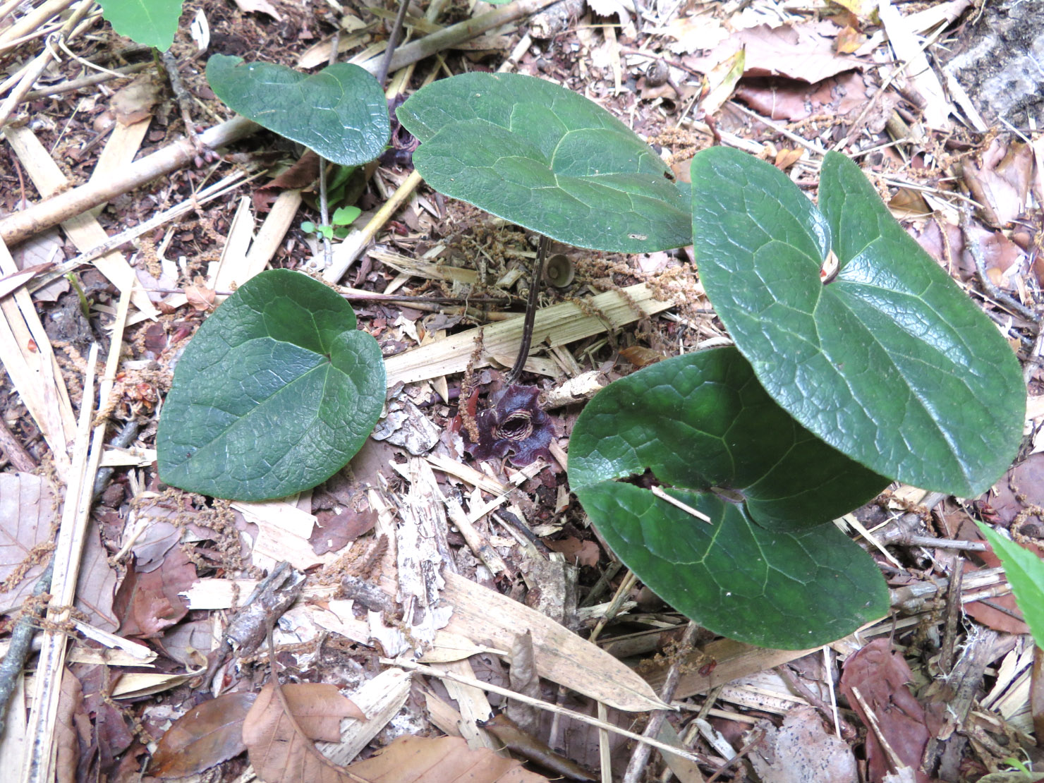 タマノカンアオイ