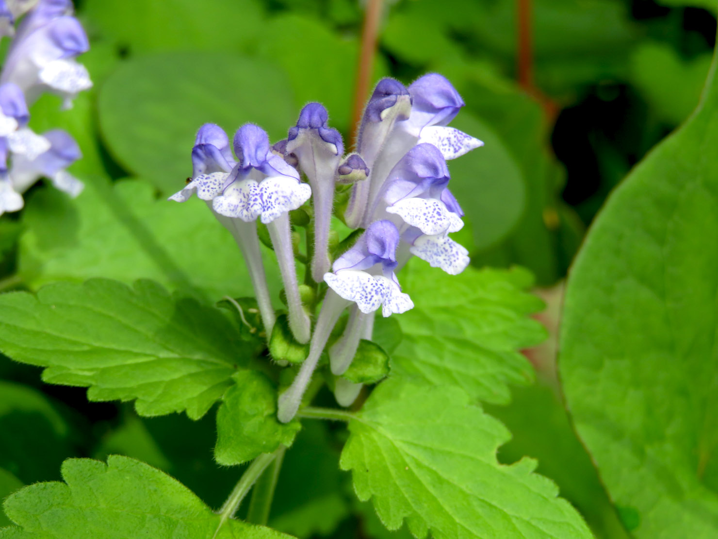 オカタツナミソウ