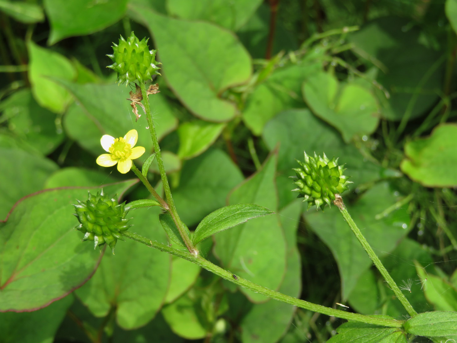 ケキツネノボタン