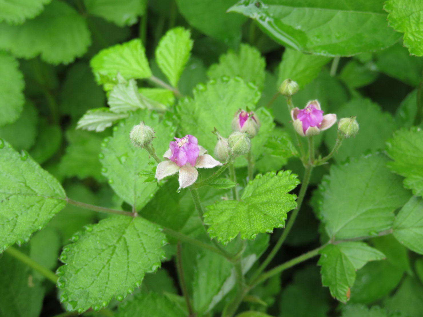 ナワシロイチゴ