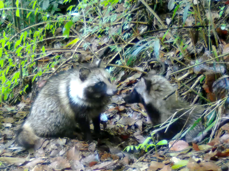 タヌキ＠超なかよし