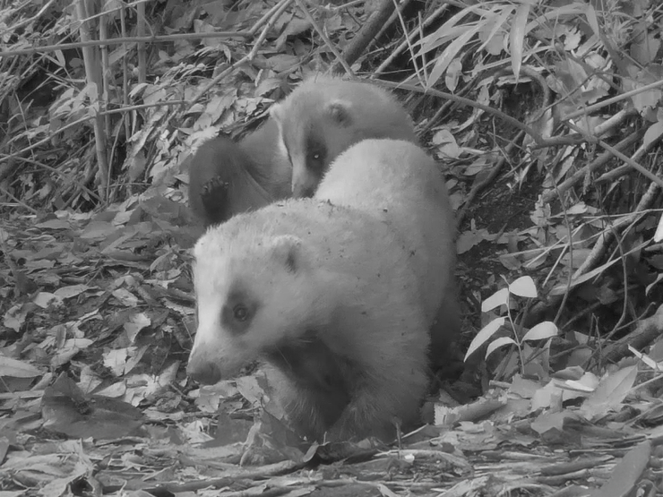 掘り主、アナグマ
