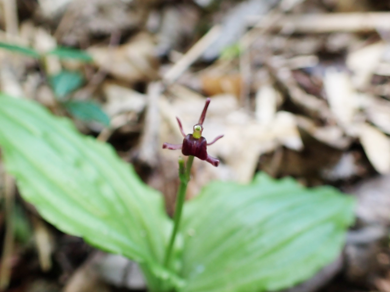 コクラン（その１）