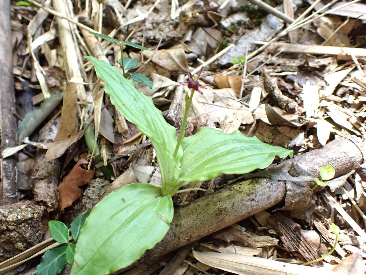 コクラン（その２）