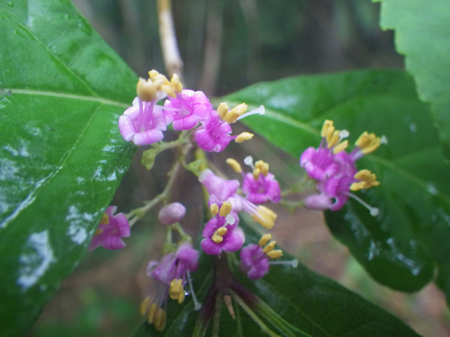 ムラサキシキブ