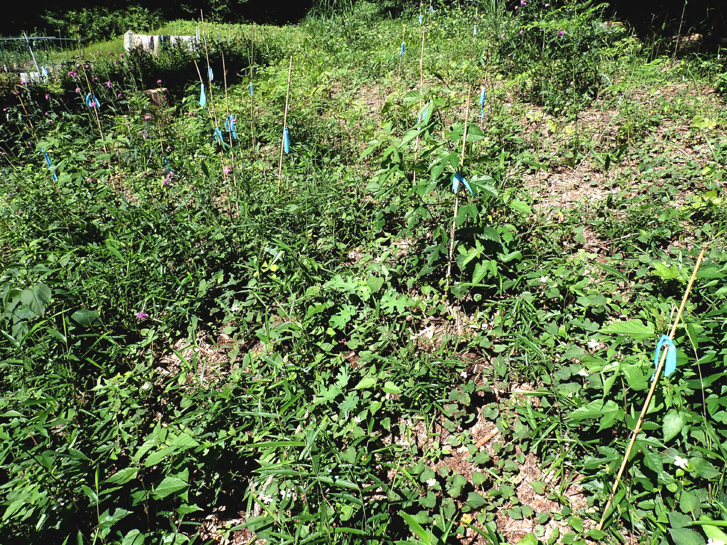 マーキングした実生は１か月で草に埋まりました。