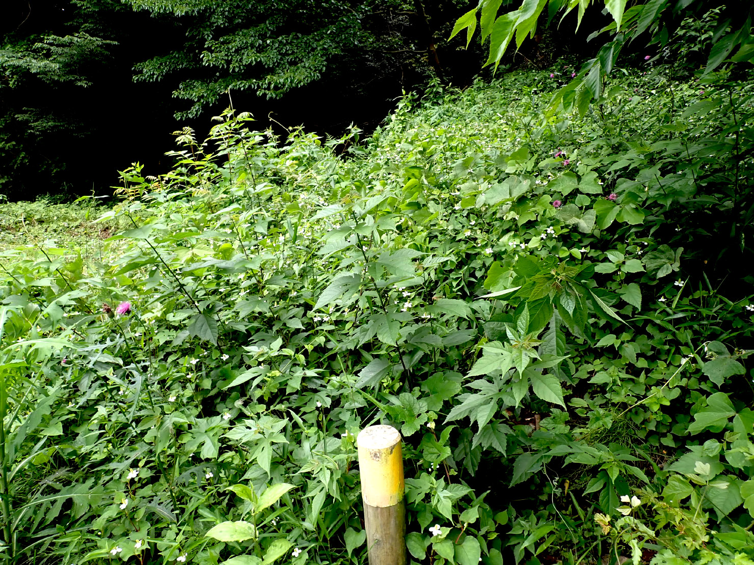 管理用につけた道も草ボーボー。道の部分だけ刈り払います。