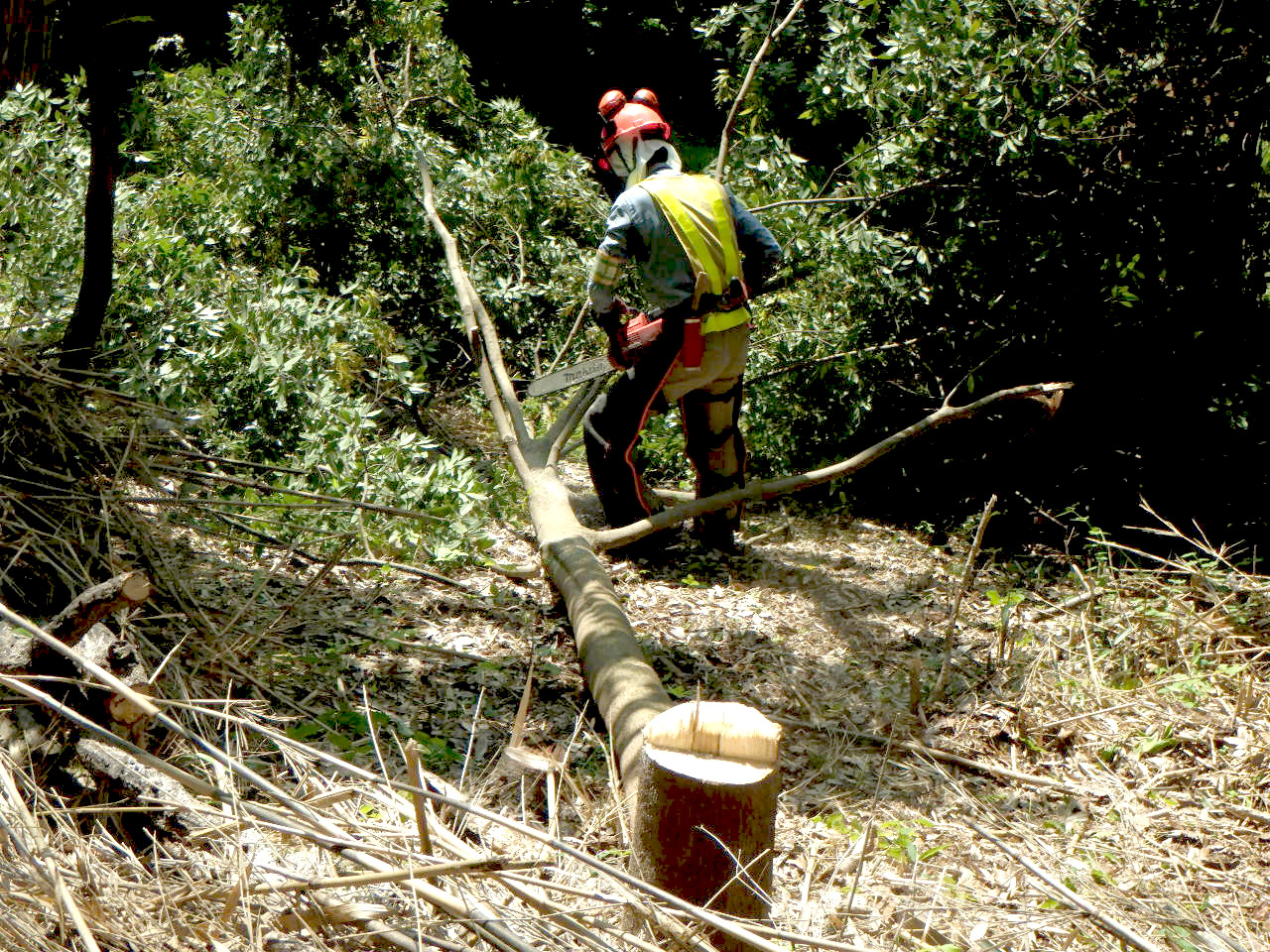 コナラ林内に侵入した常緑樹を除去します。