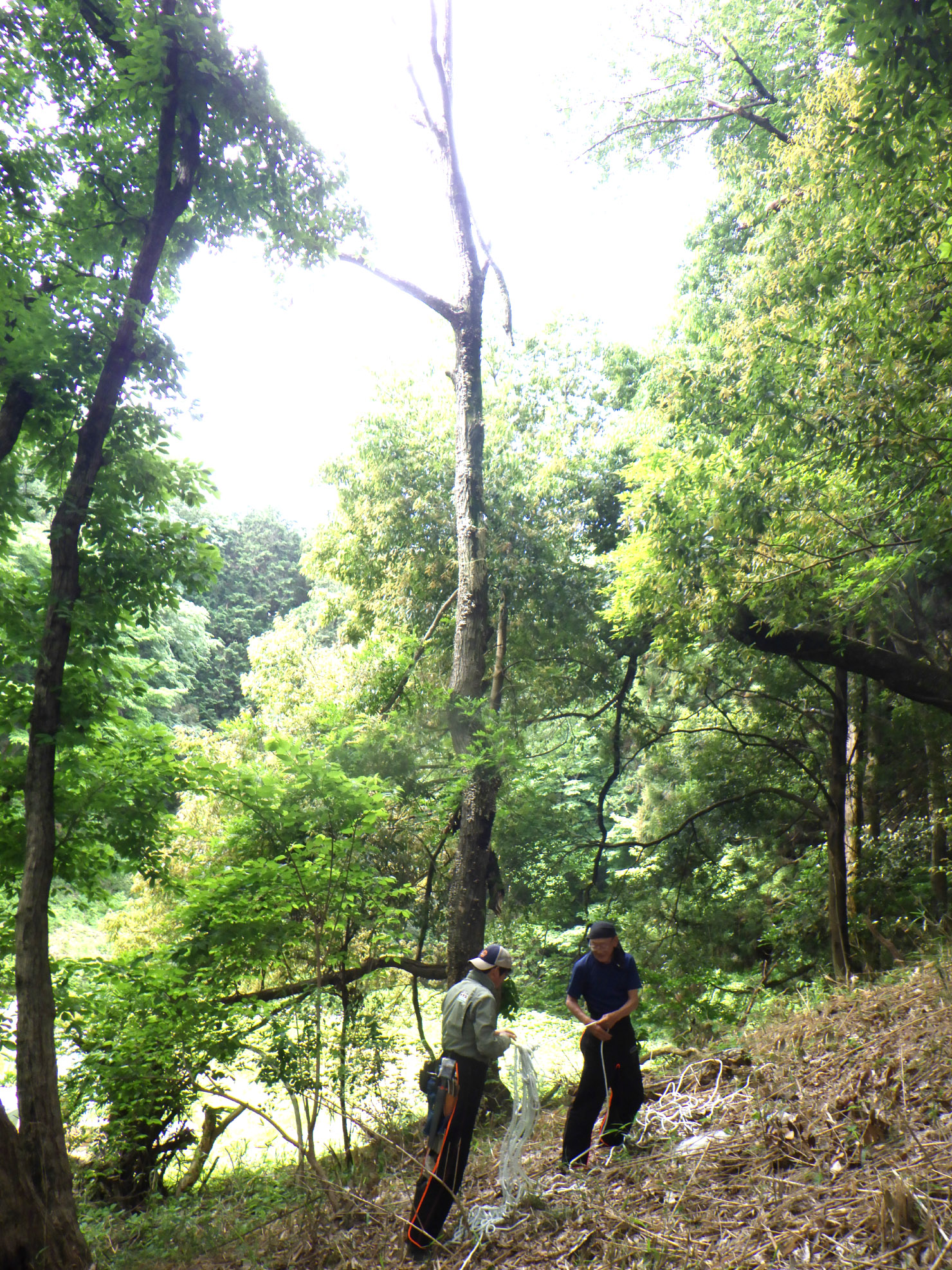 林縁のナラ枯れ危険木。