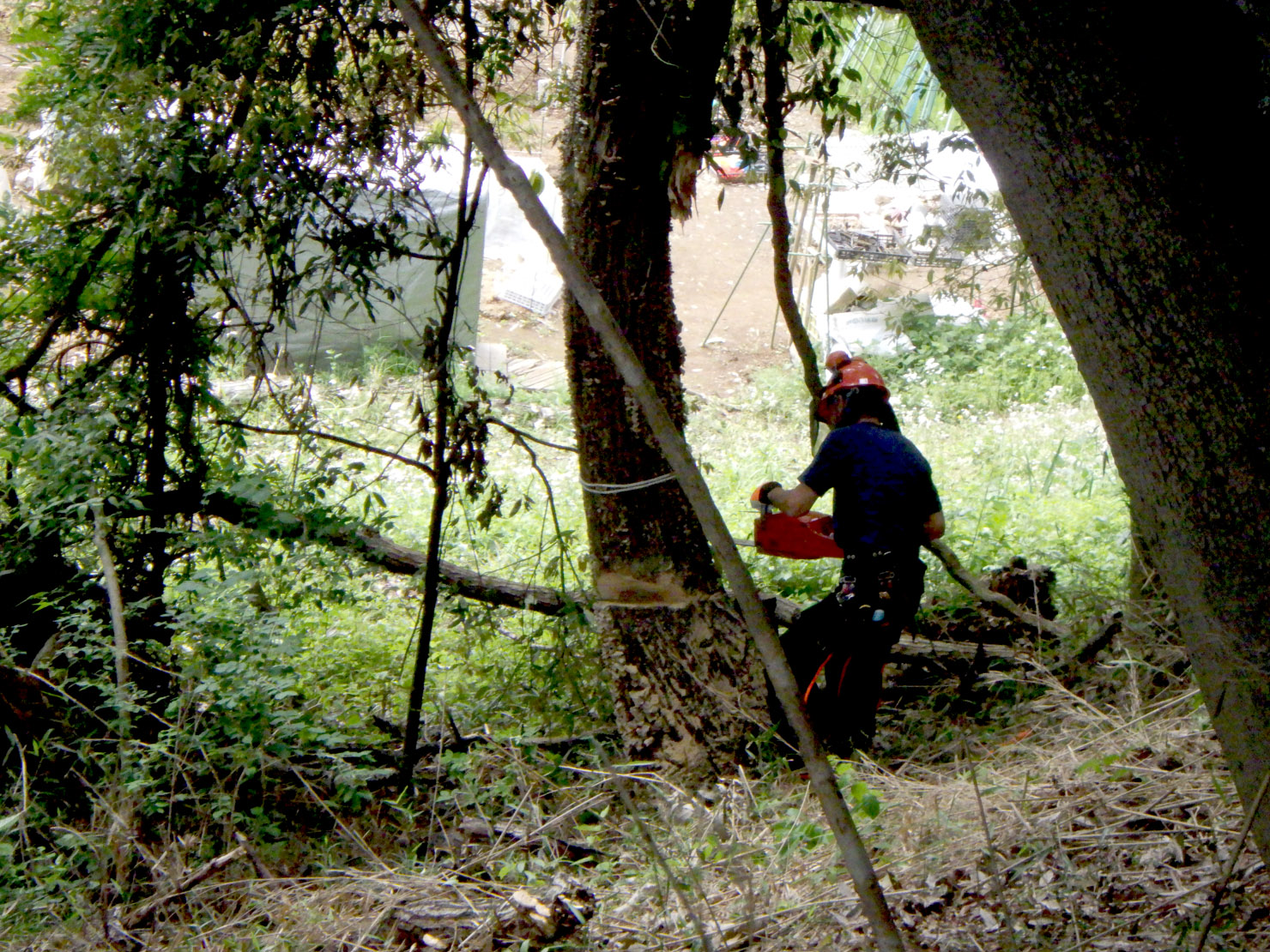 農地に倒れるおそれがあるため切ります。