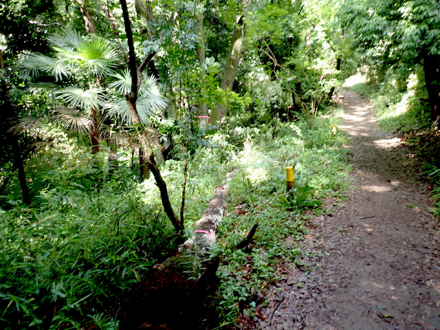 ナラ枯れの木を放置するとこうなります。寝返り倒木（５年くらい