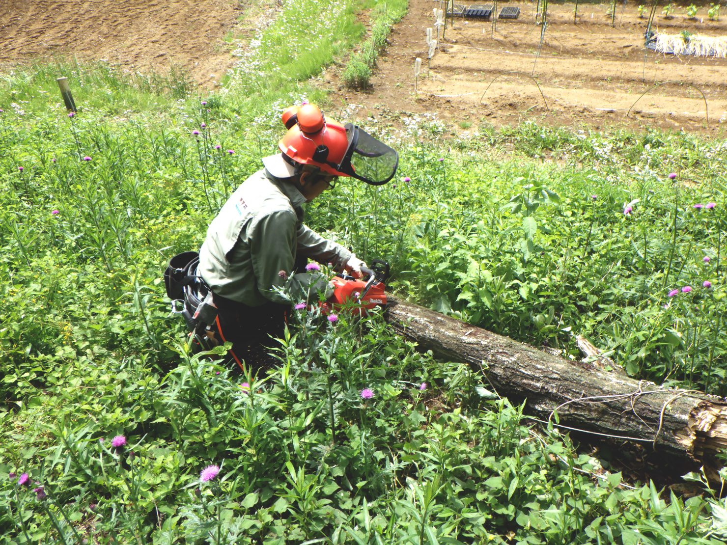 玉切りにして片づけます。