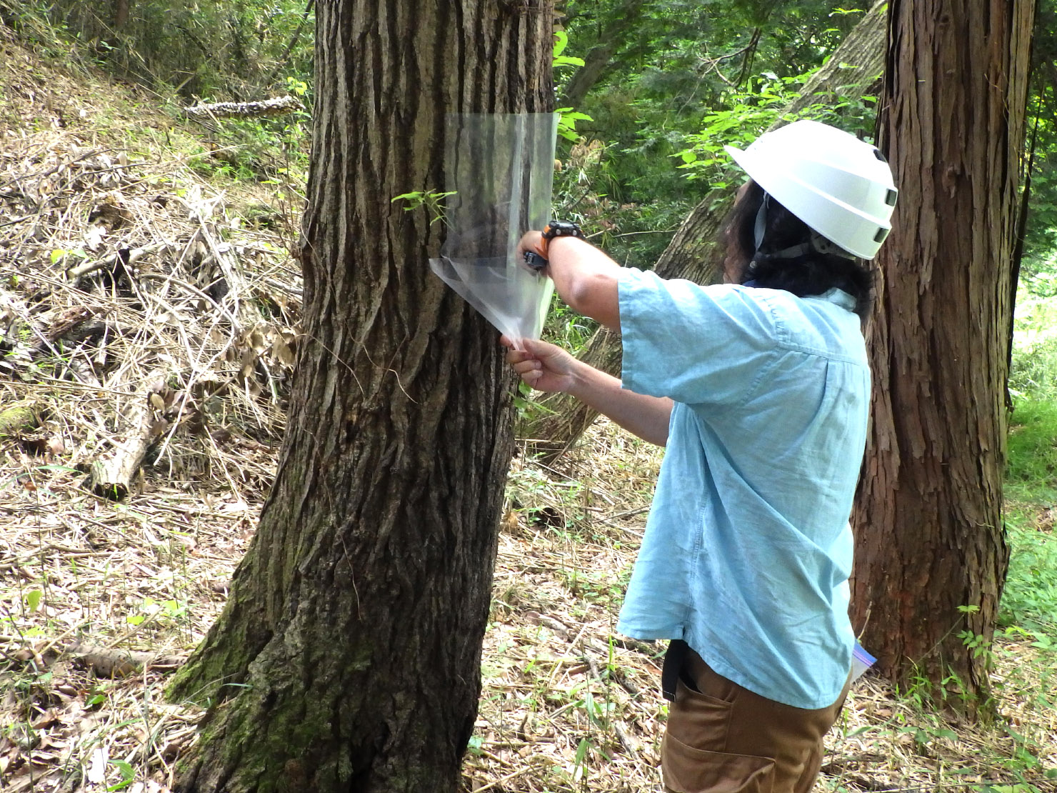 今年もナラ枯れ対策開始です。