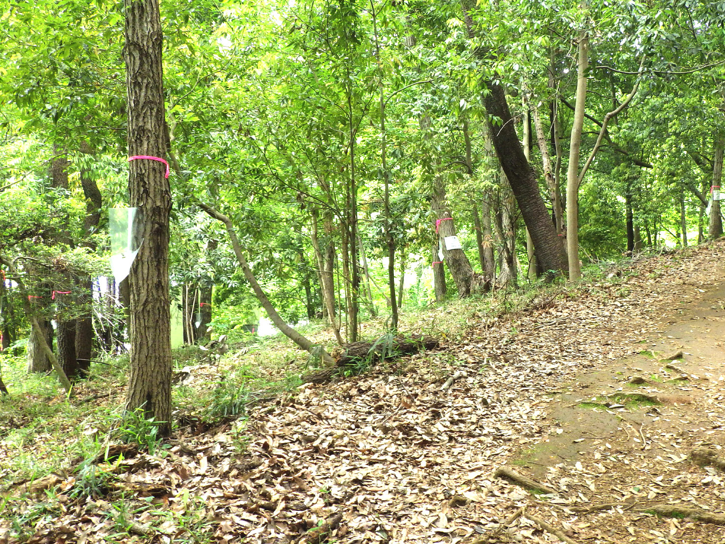 しっかりと防除していきたいと思います。