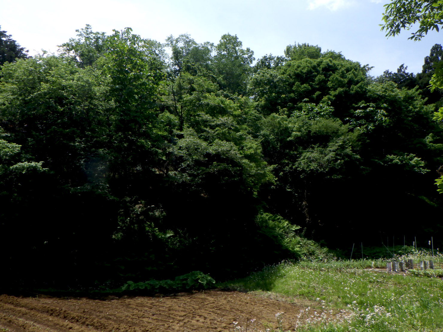 葉が展葉して真っ暗な林床