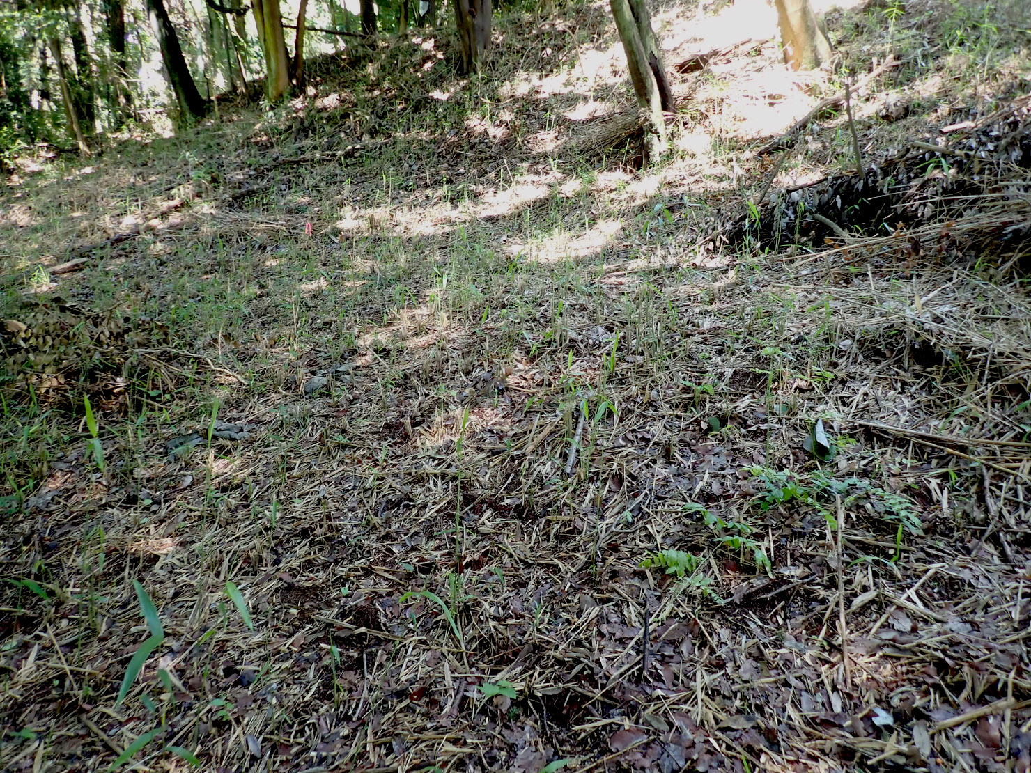 ほっそいササがたくさん出てきました。