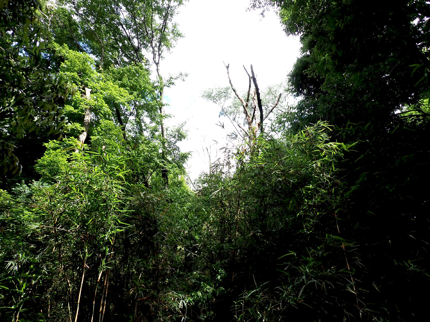 手をつけていないコナラ林