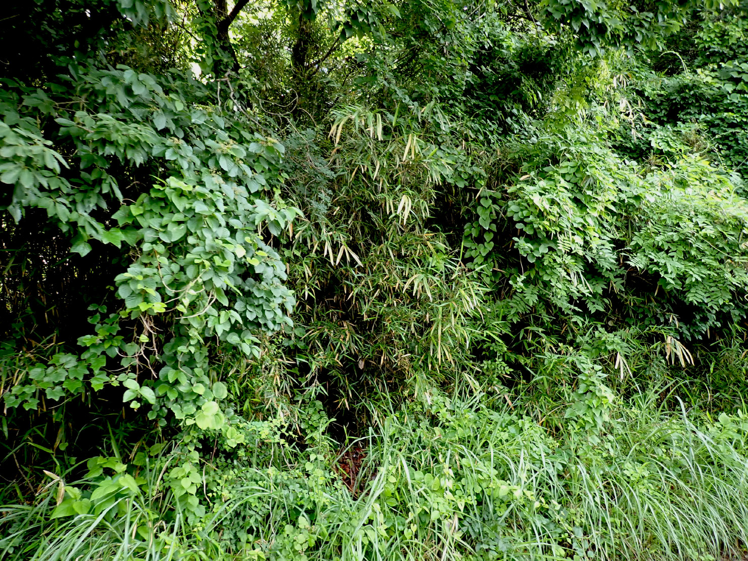 こちらも手をつけていないコナラ林。「薮」です。