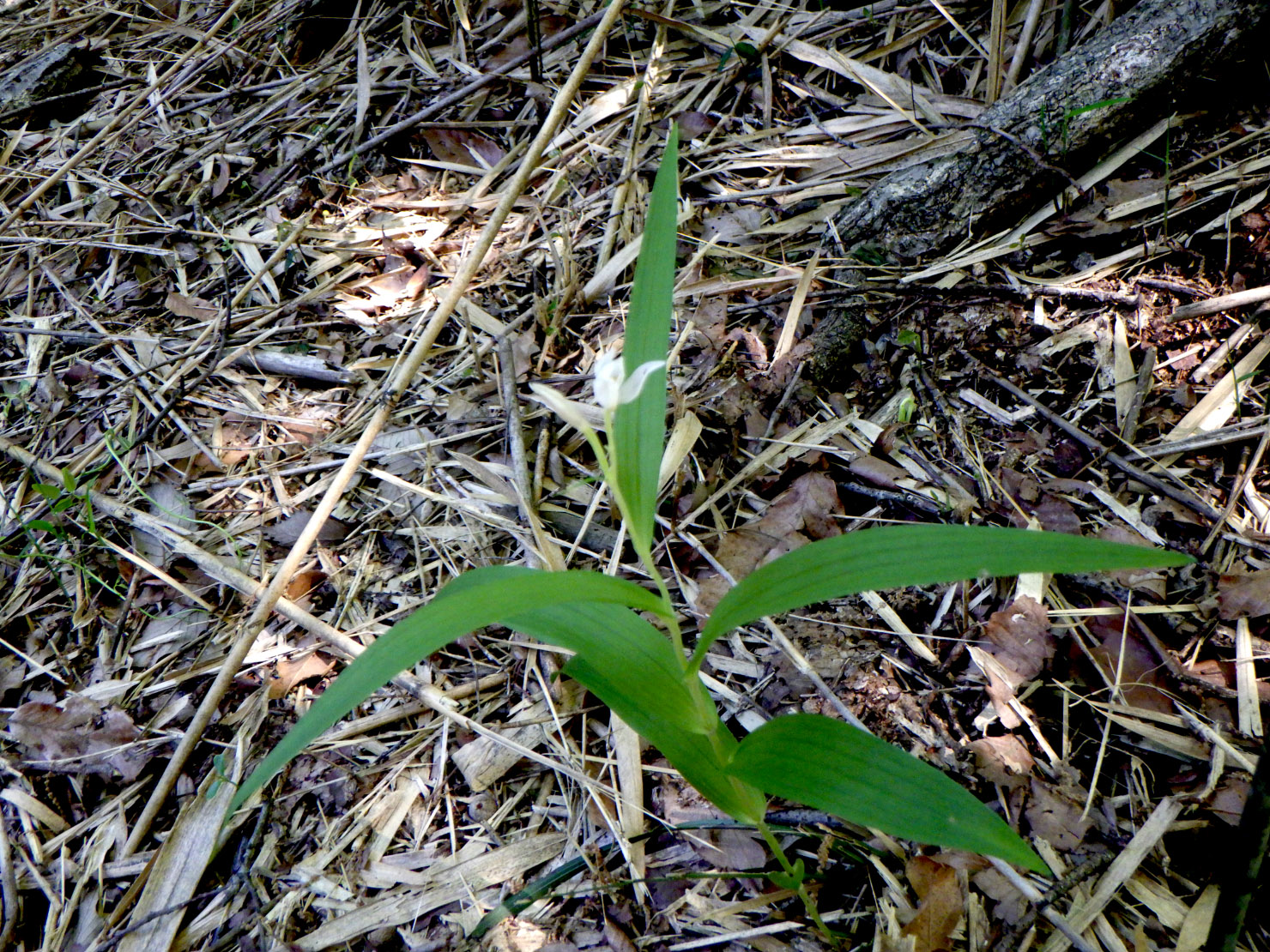 床で見つけたササバギンラン