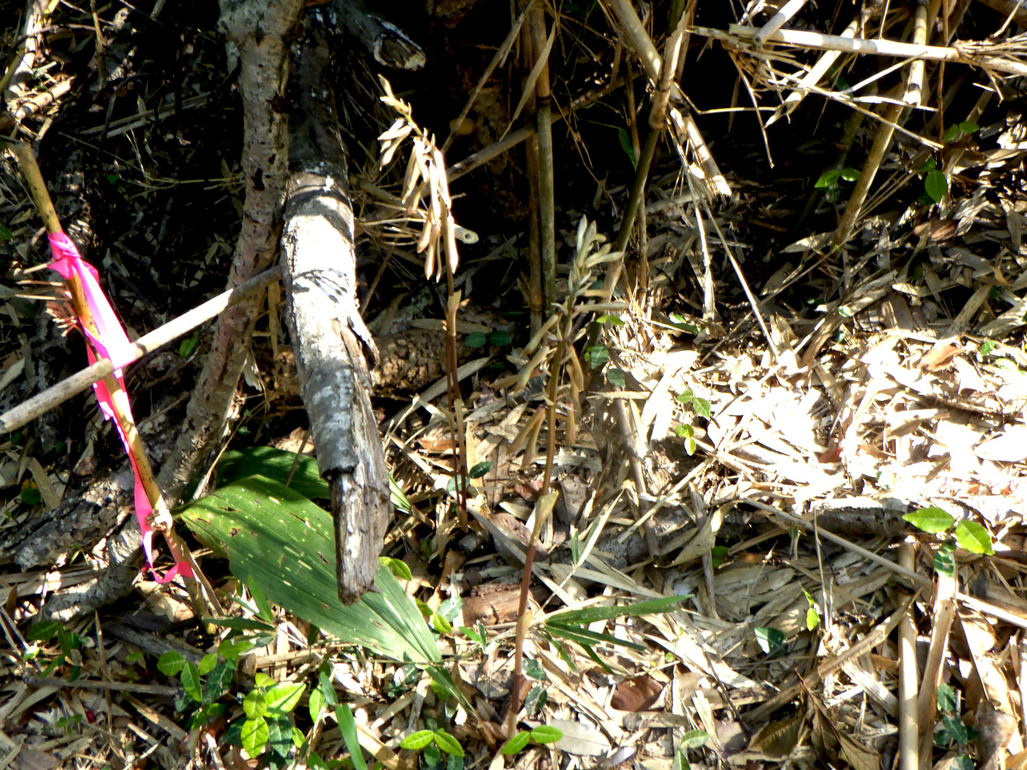 林床で見つけたサイハイラン