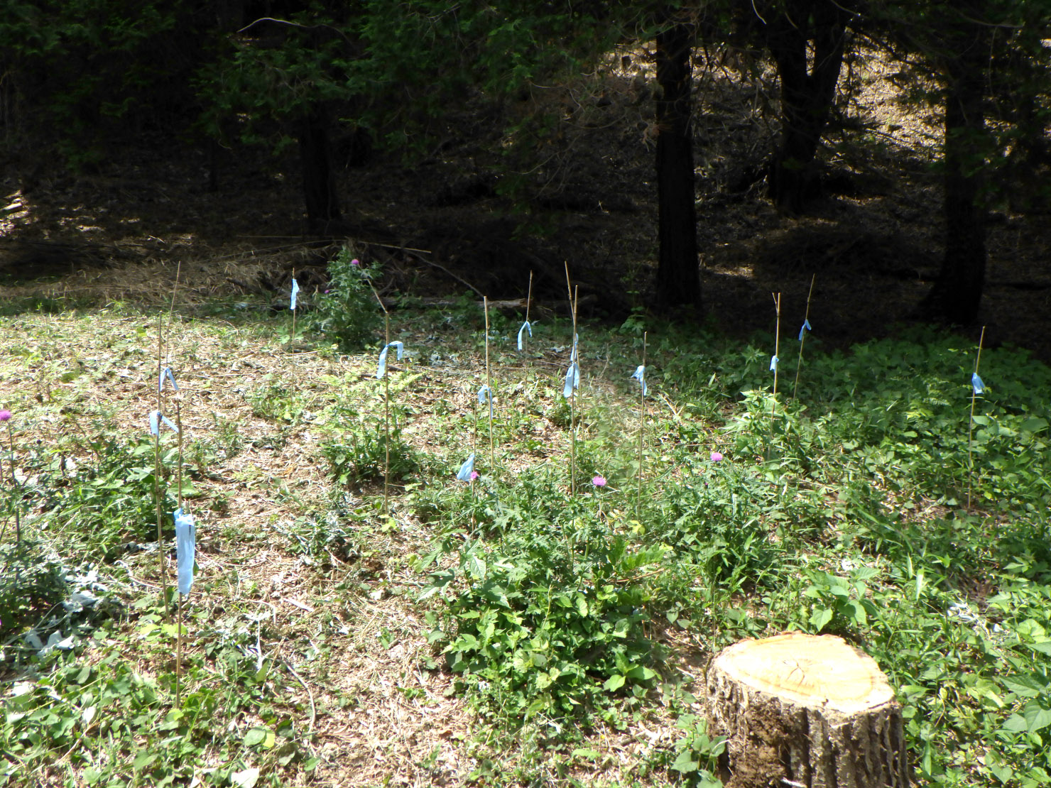 後継樹を育てるため、コナラの実生にマーキング。