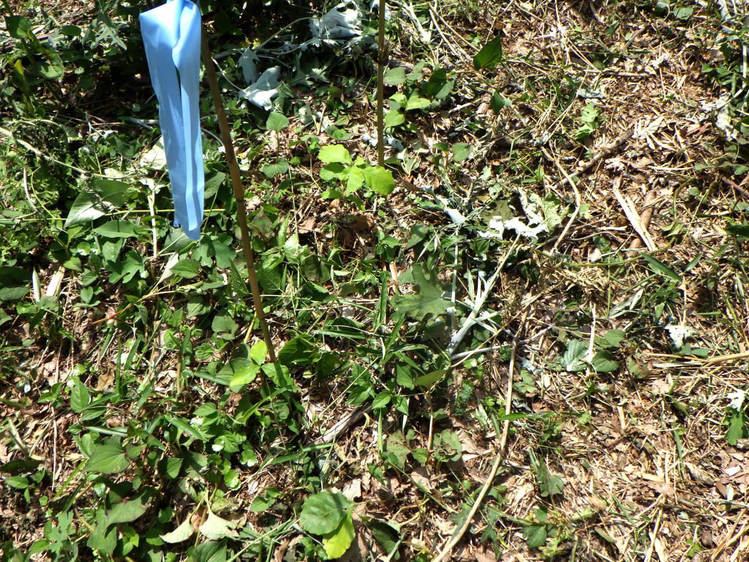 林内のコナラが育たなかったらこれを移植します。