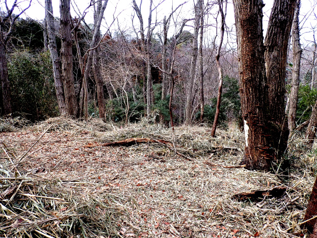 2月に下刈りを行った場所。3月上旬は、春はまだ先といった感じでした。