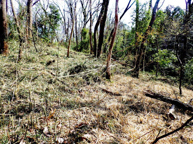 刈りっぱなし状態ですが、何とか機械で刈れるところは刈り終えました。