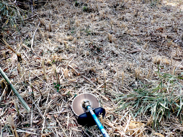 ササの根元部分がちょこちょこ残っていると歩きづらいので、