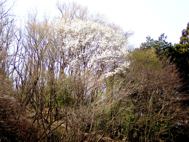 ３月も下旬になるとコブシが満開です。
