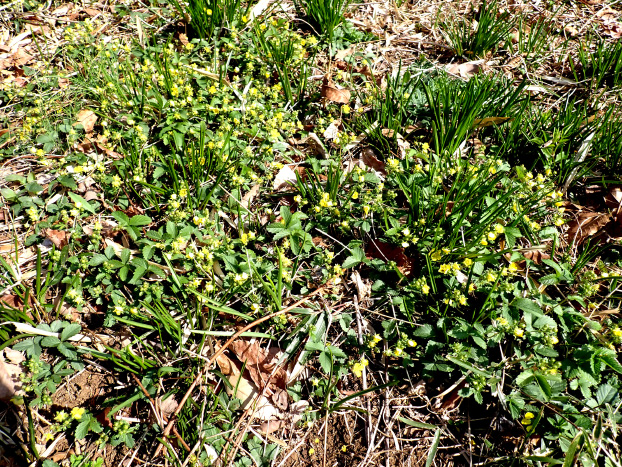 日当たりのよい草地では、ミツバツチグリも咲き始めました。