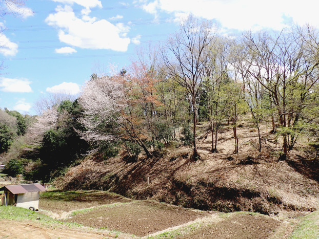 4月に入るとヤマザクラが咲き始めます